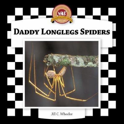 Daddy longlegs spiders