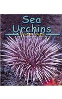 Sea urchins