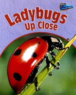 Ladybugs up close