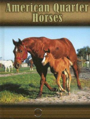 American quarter horses