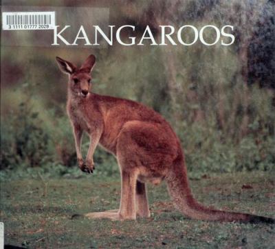 Kangaroos