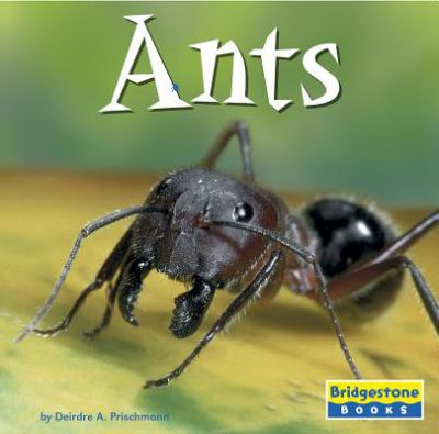 Ants