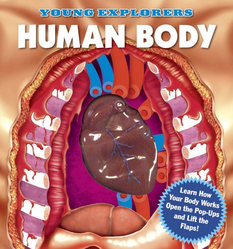 Human body