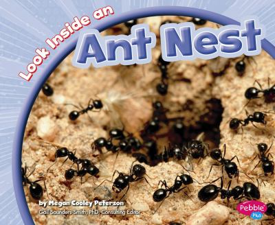 Look inside an ant nest