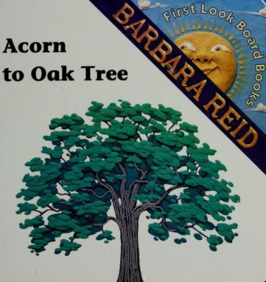 Acorn to oak tree