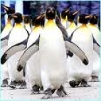 Penguins