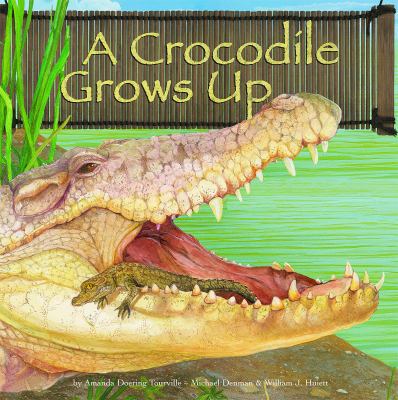 A crocodile grows up