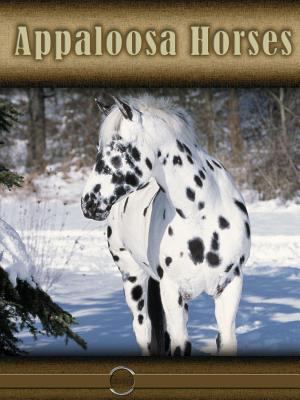 Appaloosa horses