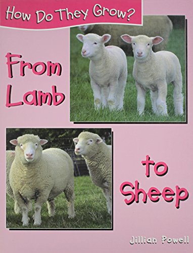 From lamb to sheep