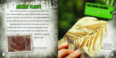 Plant fossils