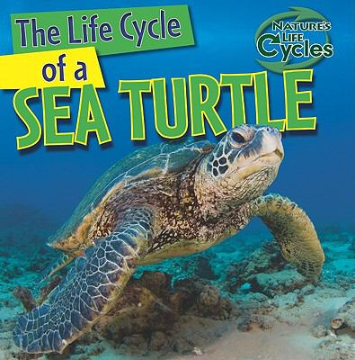 The life cycle of a sea turtle