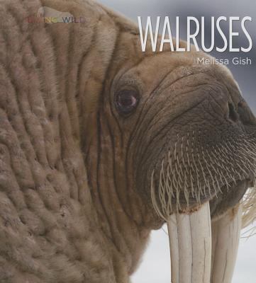 Walruses