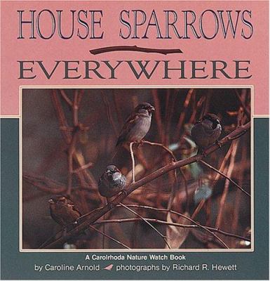 House sparrows everywhere
