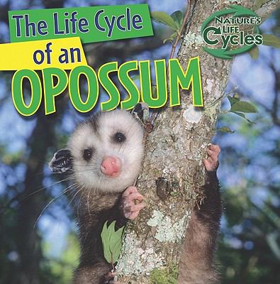 The life cycle of an opossum