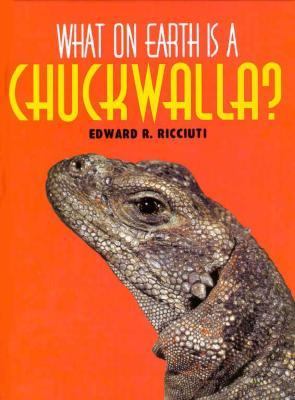What on earth is a chuckwalla