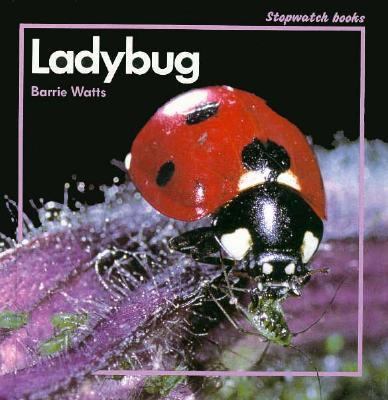 Ladybug