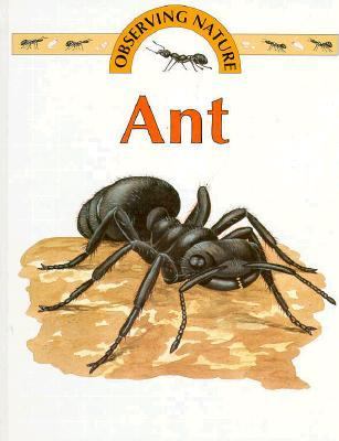 Ant