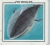 Fin whales