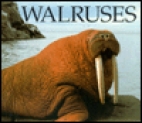 Walruses