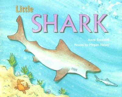 Little shark