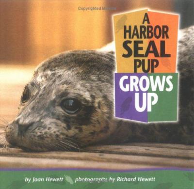 A harbor seal pup grows up
