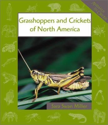 Grasshoppers and crickets of North America