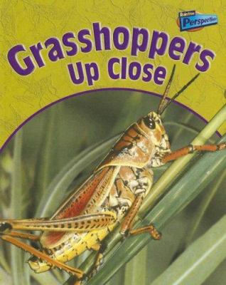 Grasshoppers up close