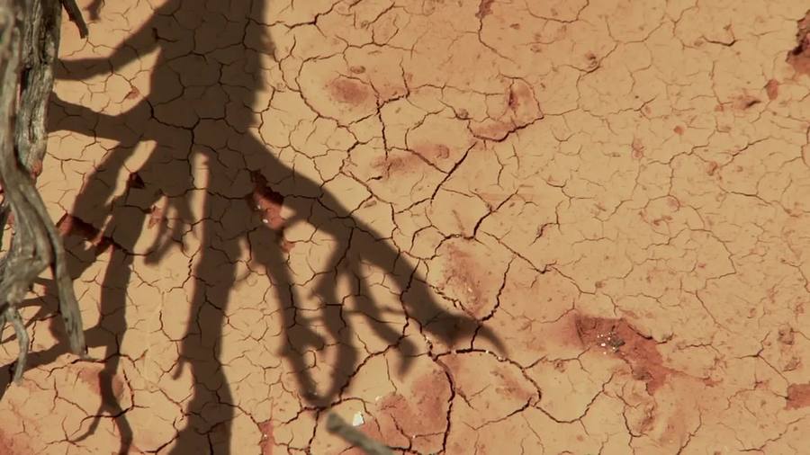 Attenborough's Fabulous Frogs