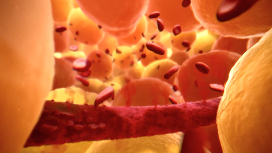 Inside the Human Body. 4, Hostile World